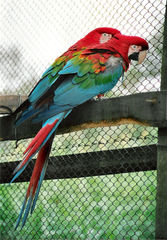 Red-and-green Macaw
